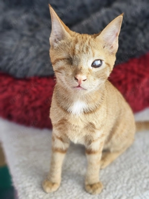 Zutraulicher Sully sucht sein sicheres Für Immer -Zuhause oder Pflegestelle