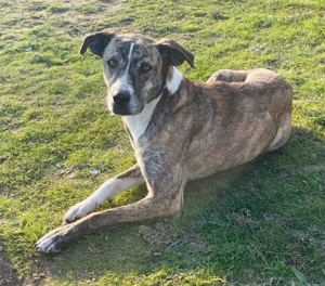 Anouk sucht ihre Menschen Bild 2