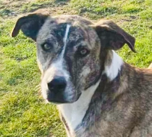 Anouk sucht ihre Menschen