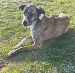 Anouk sucht ihre Menschen Bild 4