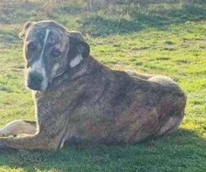 Anouk sucht ihre Menschen Bild 6