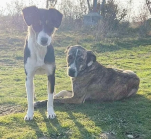 Anouk sucht ihre Menschen Bild 3