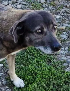 Princess - schenkst du ihr ein liebevolles Zuhause?