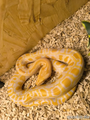 1.0 Albino Tigerpython von 08.25