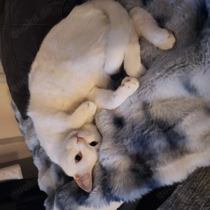 Türkisch Van Kater 3 Jahre alt sucht ein neues zuhause