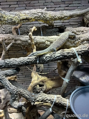 zum Abgeben Glauerti Felsenwaran 2j alt Letzter versuch Bild 2