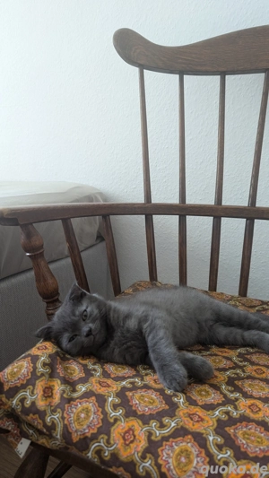 zwei bezaubernden weiblichen Kätzchen suchen ein neues zu Hause