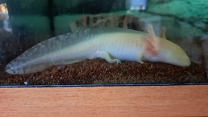 Nur noch ein Axolotl Jungtier abzugeben 