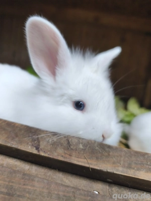 Miniloop-Löwenkopf, Kaninchen, Zwergwidder, Hasenbabys 