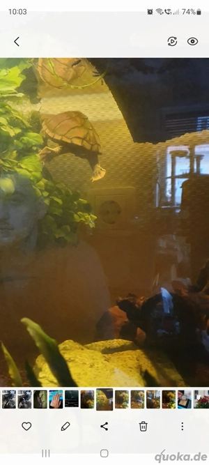 Moschusschildkröten 