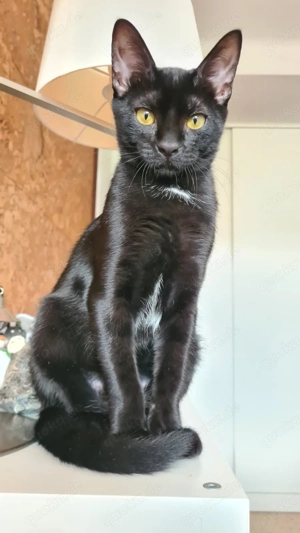 Ragnar sucht sein Zuhause