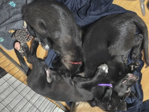 Border-Collie-Malinois- Welpen