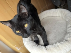 David der kleine Kämpfer sucht ein Für-Immer-Zuhause (als Wohnungskater)