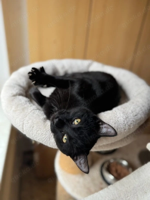 David der kleine Kämpfer sucht ein Für-Immer-Zuhause (als Wohnungskater)