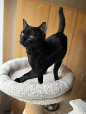 David der kleine Kämpfer sucht ein Für-Immer-Zuhause (als Wohnungskater)