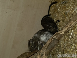 3 Degu Mädchen