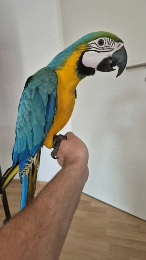 Gelbbrustaras Jungtiere zahm