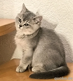 BKH- Katzenbabys abgabebereit 