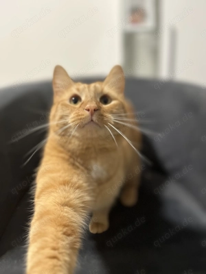 EKH Katzenpärchen abzugeben 