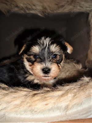 Yorkshire Terrier Welpen in liebevolle Hände abzugeben