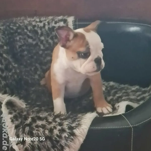 Englisch Bulldogge Welpe Rüde ab sofort 