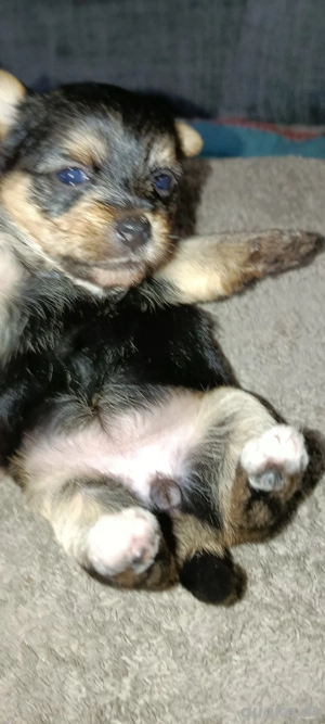 Vorankündigung süße kleine Welpen  Bild 3