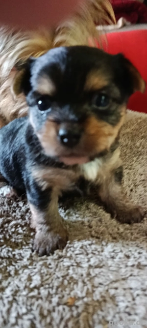 Vorankündigung süße kleine Welpen  Bild 4