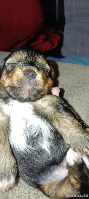 Vorankündigung süße kleine Welpen  Bild 2