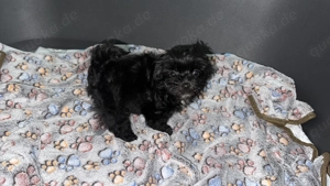 Bolonka Zwetna Welpe