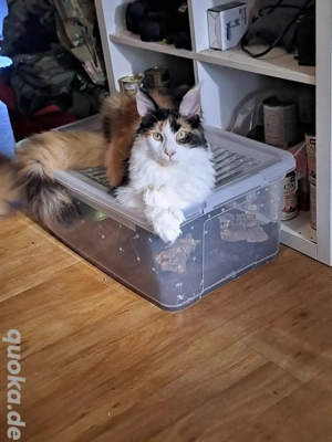 Maine Coon Xxl mit Stammbaum 