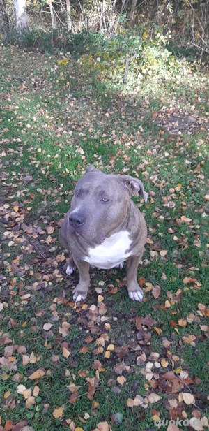 xxl bully 4 jahre zu verkaufen Bild 2