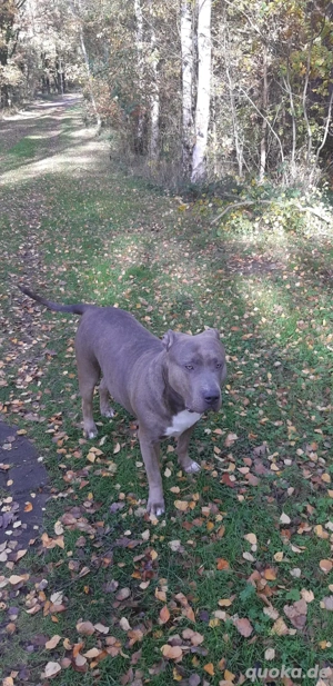 xxl bully 4 jahre zu verkaufen Bild 5