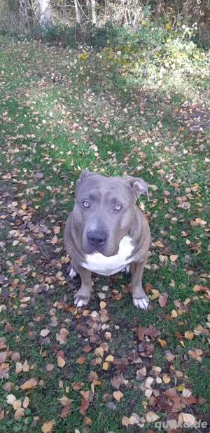 xxl bully 4 jahre zu verkaufen Bild 3