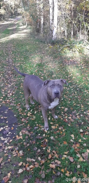 xxl bully 4 jahre zu verkaufen Bild 4