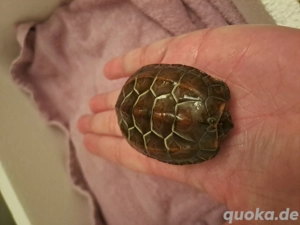 Wasserschildkröte in gute Hände abzugeben 