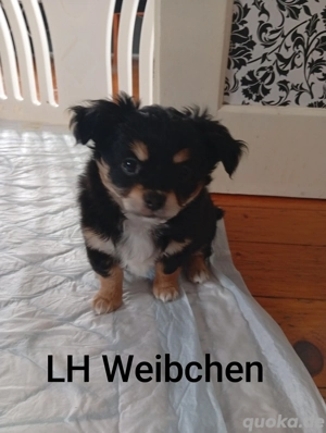 Chihuahua Pomchi Welpen  Bild 4