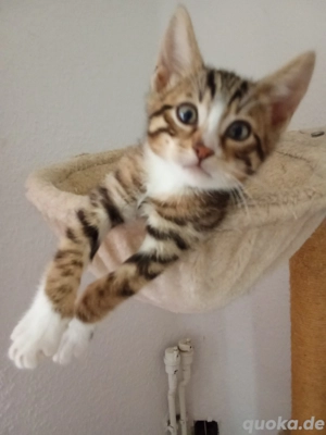 Bengal Mischlingskater 