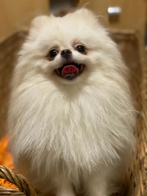 Pommerania Zwergspitz mit Ahnentafel  Bild 4