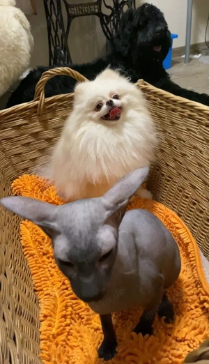 Pommerania Zwergspitz mit Ahnentafel  Bild 3