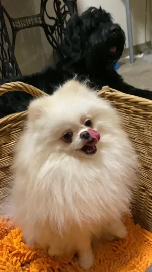 Pommerania Zwergspitz mit Ahnentafel  Bild 2