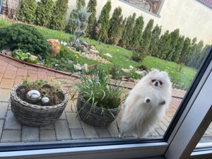 Pommerania Zwergspitz mit Ahnentafel  Bild 6