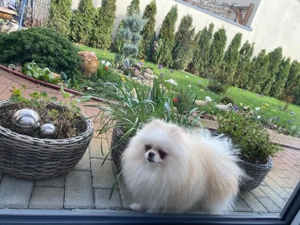 Pommerania Zwergspitz mit Ahnentafel  Bild 5