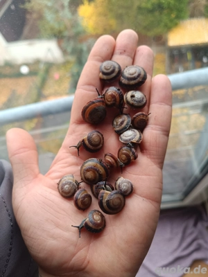 Caracolus Sagemon keine Achatschnecken 