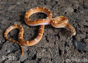Toffee Blood Pied, Toffee Blood Motley Pied 