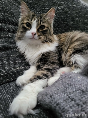 Lucy & Luna - zwei liebevolle Schwestern suchen ein ruhiges Zuhause