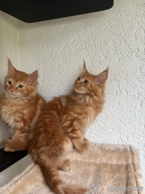 Main Coon Babys