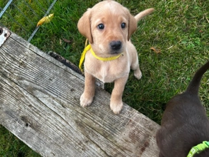 Labradorwelpen