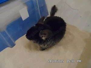 Chinchilla Black Velvet männlich mit Käfig  abzugeben