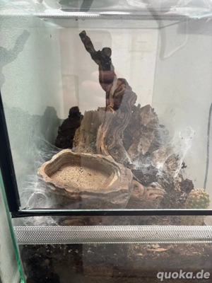 5er Gruppe Blaue Jemen-Vogelspinne