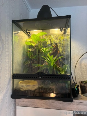 3er Gruppe nicaragua pfeilgiftfrösche